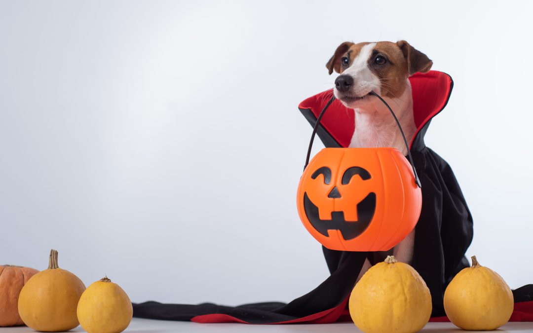 20 Second Advisor: Trick or Treat!