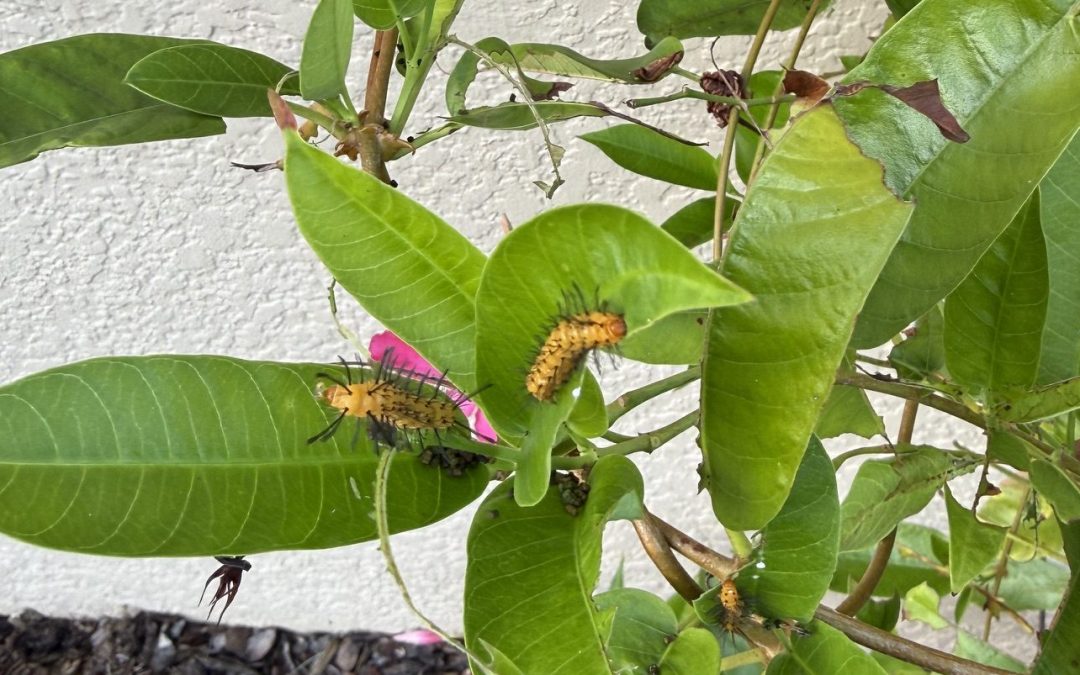 20 Second Advisor: Destruction by Caterpillars